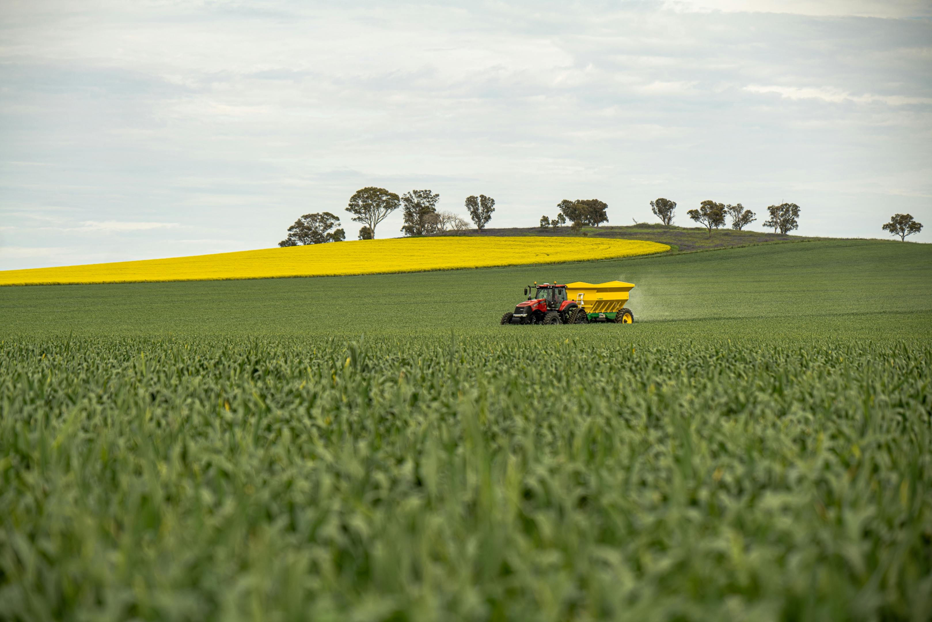 A red tractor spreads fertilizer on a lush green canola field under a cloudy sky.