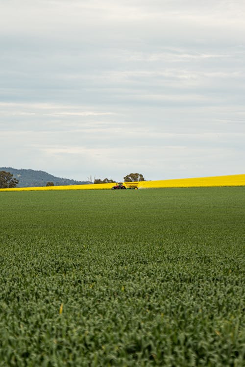 Foto d'estoc gratuïta de agricultura, agricultura moderna, blat de moro