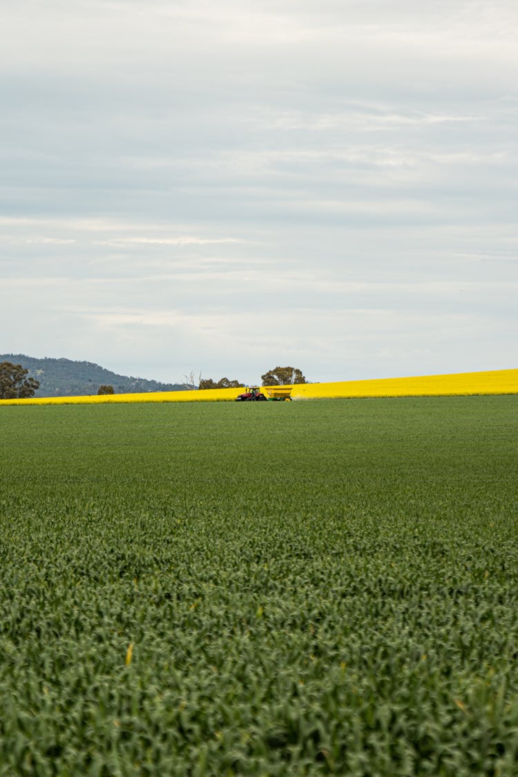 Farm Tractor In The Cornfield