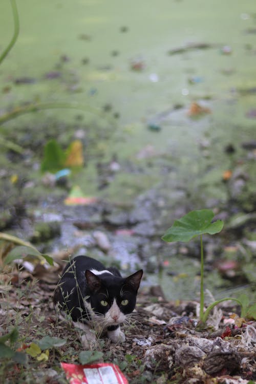 インドの猫, オーストラリアの牛犬, ネコの無料の写真素材