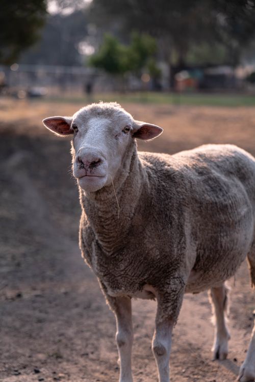 Free Close-up of a sheep standing outdoors in a rural landscape during the day. Stock Photo