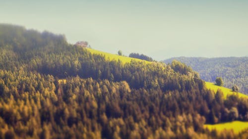 Free stock photo of alm, coniferous, coniferous trees