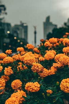 Close-up of blooming marigolds in Ciudad de México with urban skyline backdrop, captured in a vibrant setting.