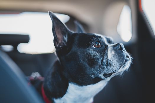 A focused Boston Terrier looks attentive while sitting inside a vehicle.