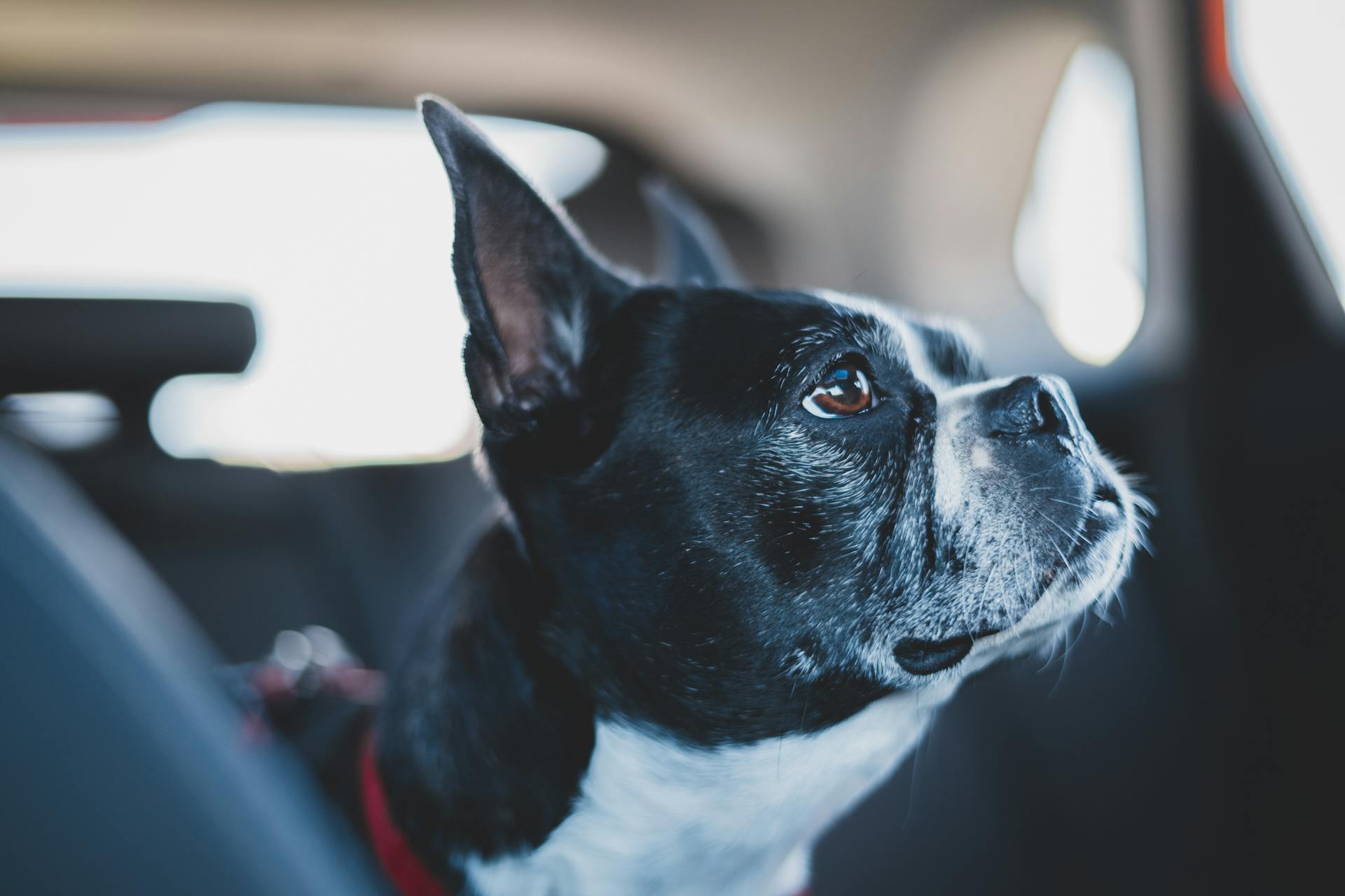 Close-Up Shot of a Boston Terrier Dog