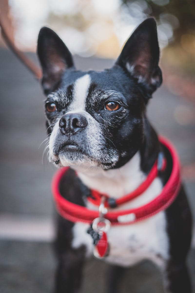Boston Terrier wearing a red collar outdoors