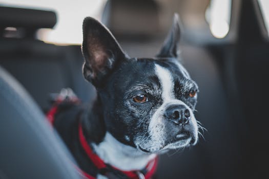 A Boston Terrier with a red collar sitting in a car, captured in a close-up view.