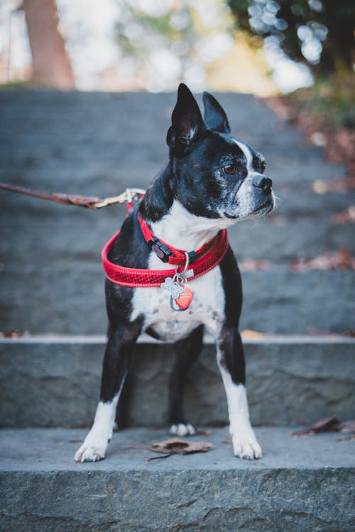 Close-Up Shot of a Boston Terrier Dog on Concrete Stairs
