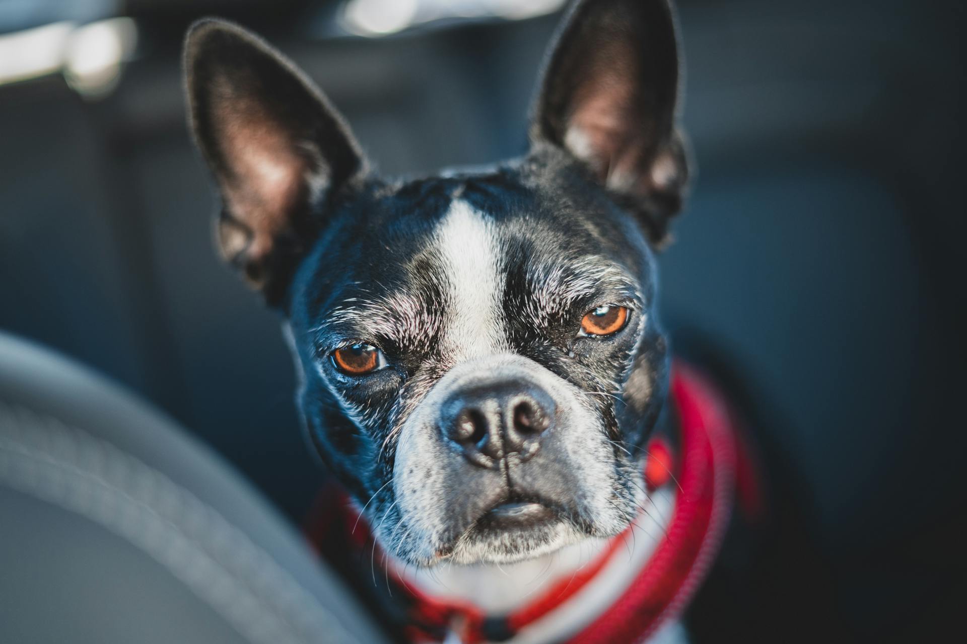 Close-Up Shot of a Boston Terrier Dog