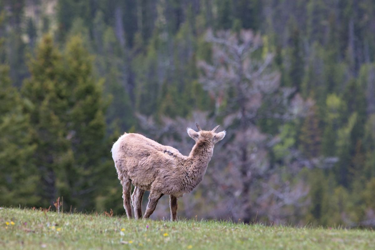 A bighorn sheep in a mountain meadow (wildlife of the Canadian Rockies)