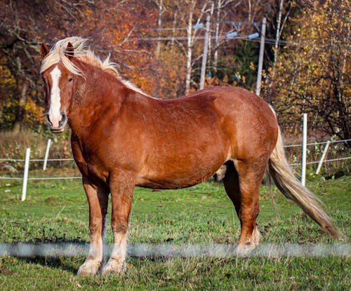 Gratis arkivbilde med brun hest, buskap, dyr av hestefamilien