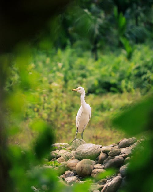 Δωρεάν στοκ φωτογραφιών με άγρια φύση, άσπρο πουλί, επιλεκτική εστίαση