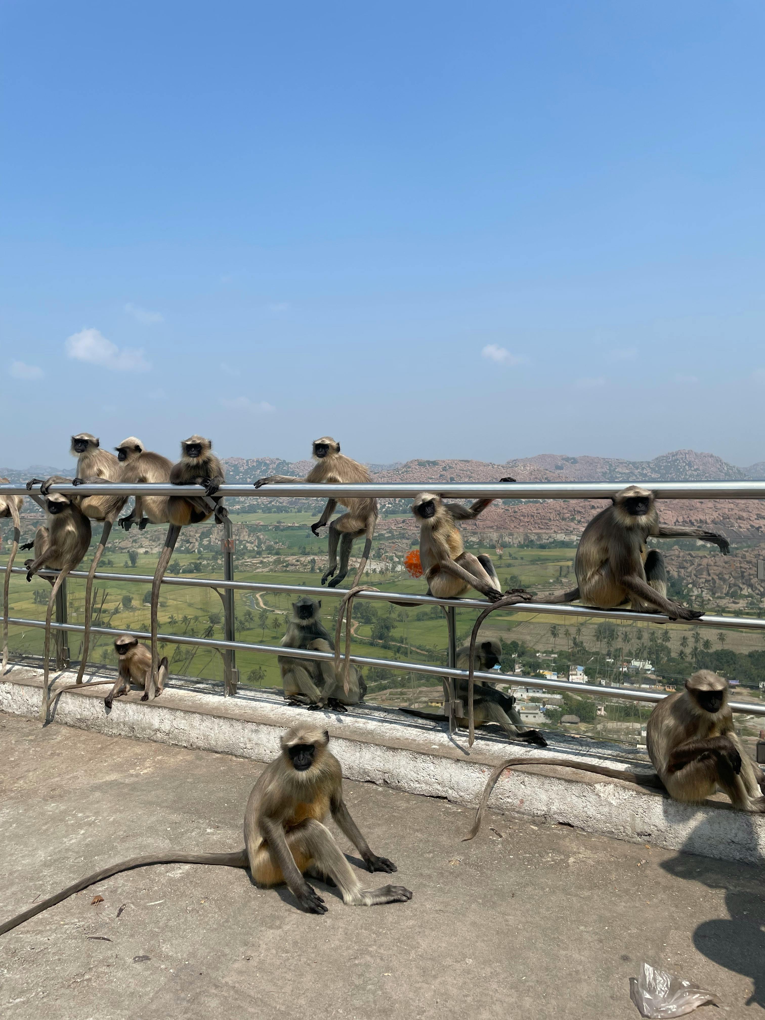 免費 動物, 坐, 垂直拍攝 的 免費圖庫相片 圖庫相片