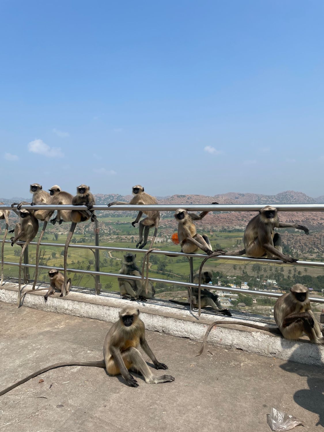 Macaque Monkeys Sitting on Railing under Blue Sky · Free Stock Photo