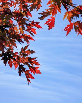 Close-up of vivid red and orange maple leaves in autumn against a clear blue sky.