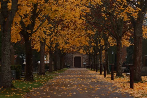 A Pathway towards a Building during Fall