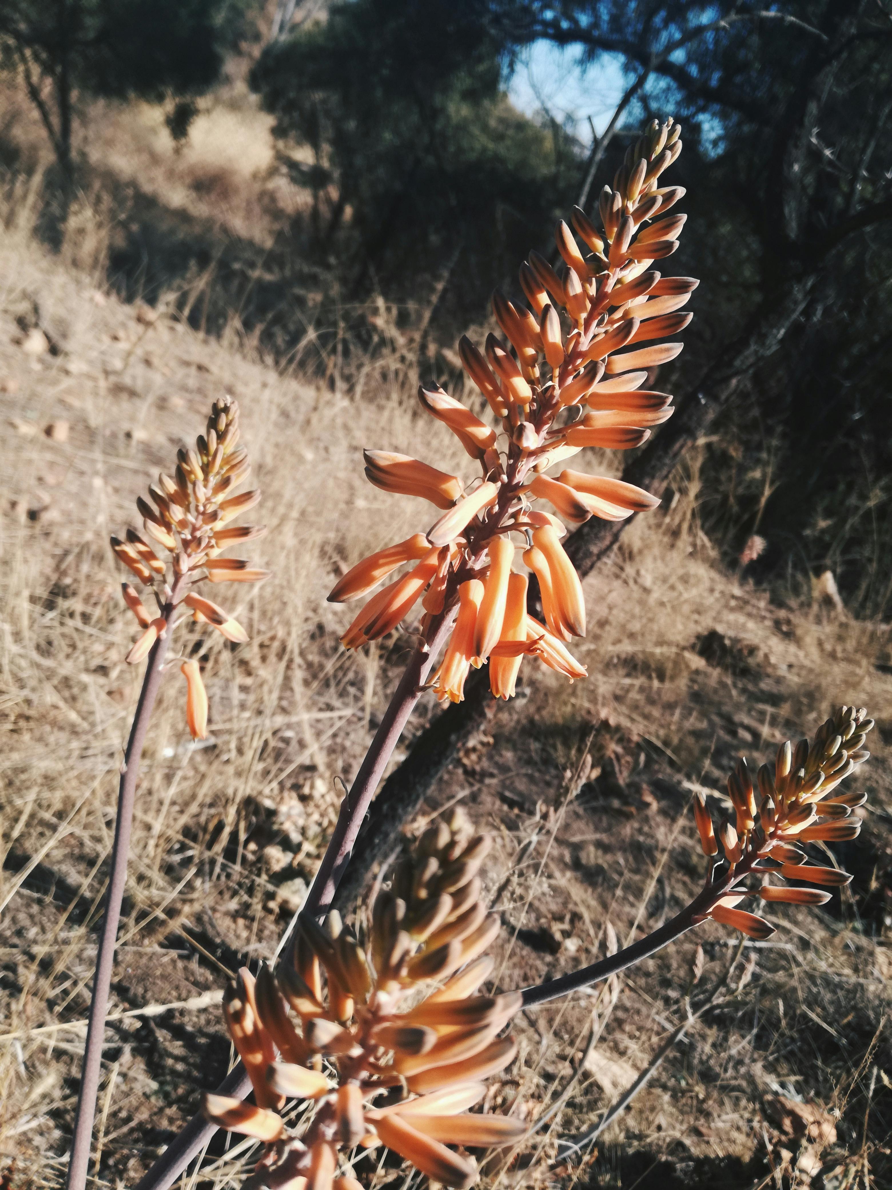 What's The Difference Between Gerber Gentle And Gentle Pro Difference