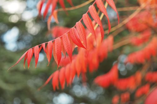 Free Close-up of bright red autumn leaves with a soft natural bokeh background. Stock Photo