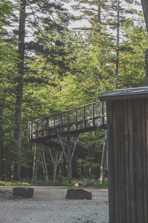 Bridge and Cabin in Forest