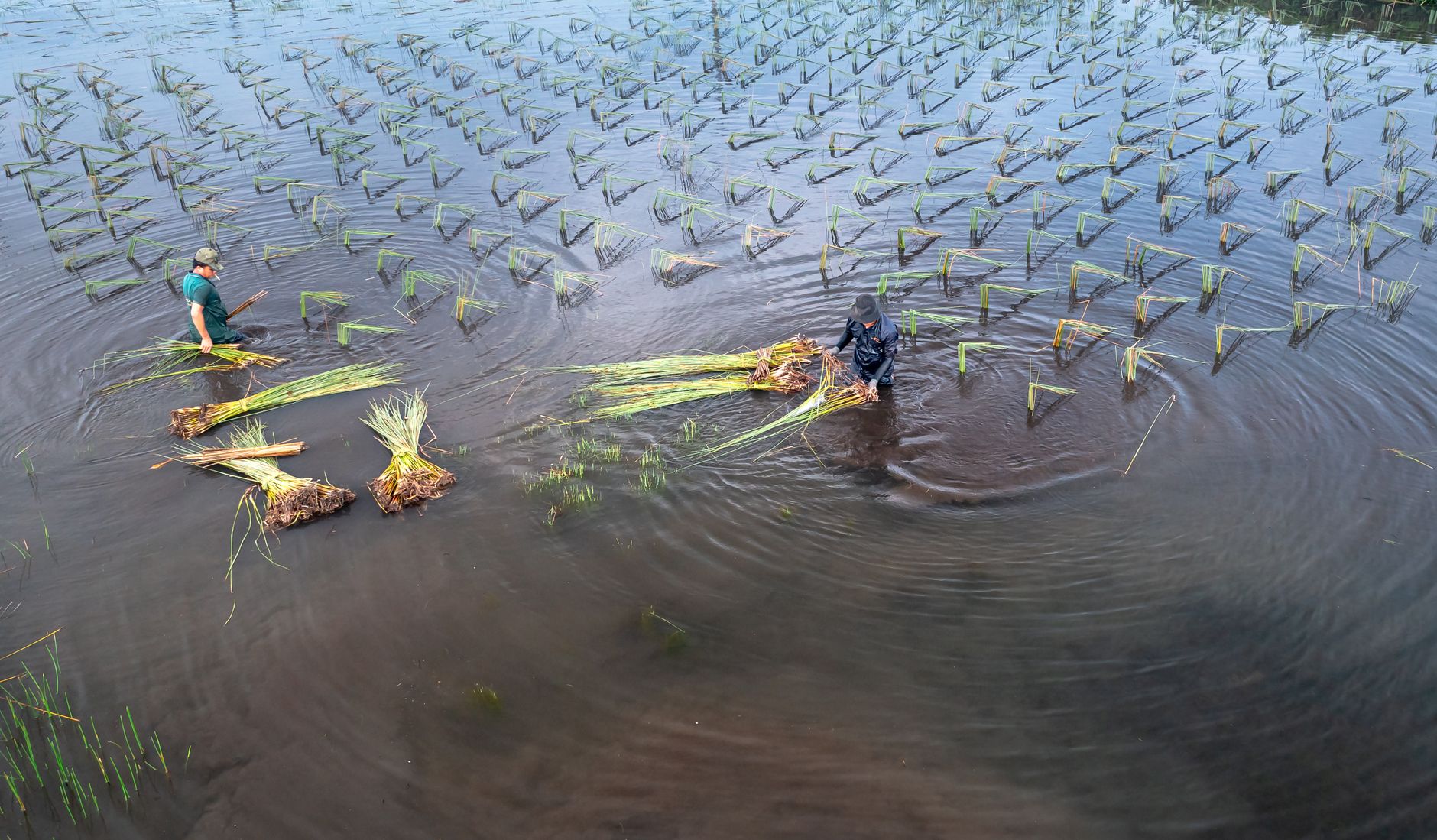 Repiquage du riz dans la plaine de Marovoay