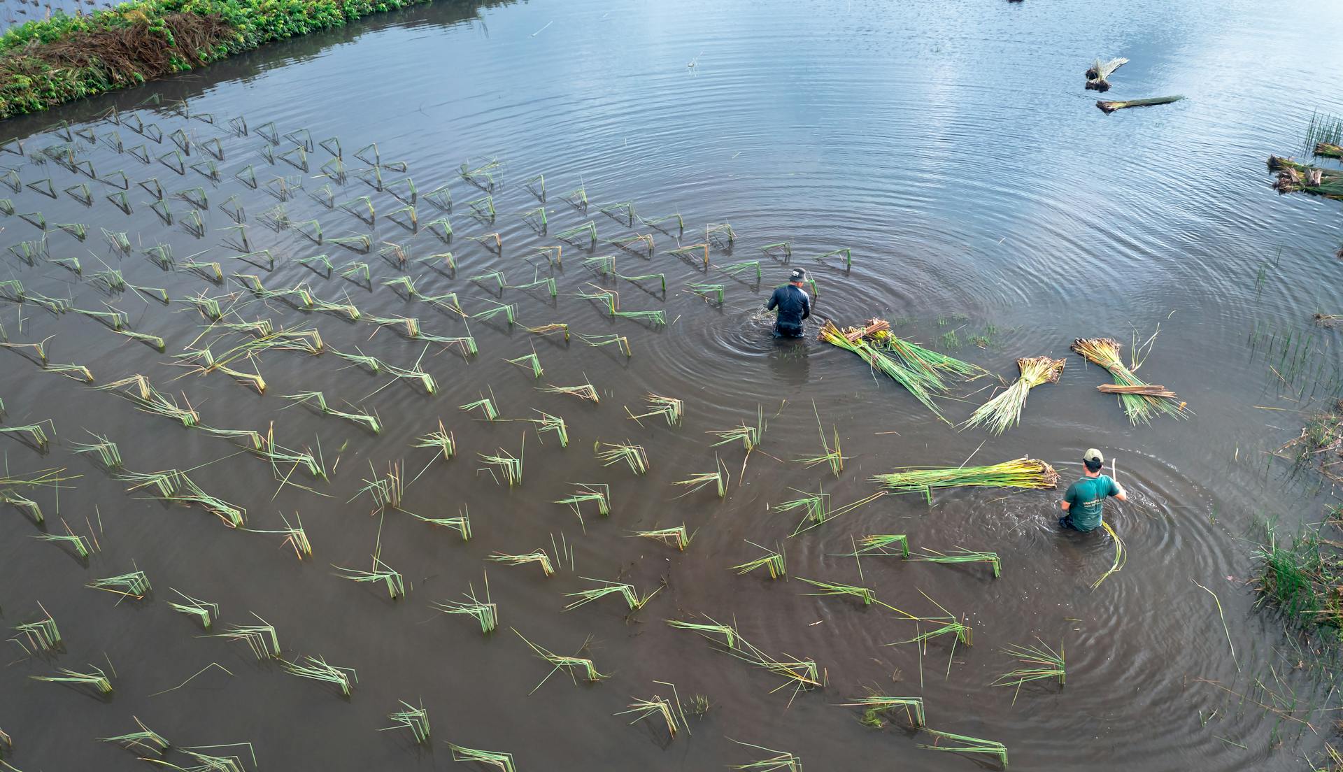 Green Water Lilies on Water