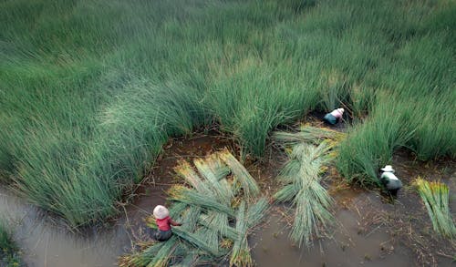 People Working on Rice Field