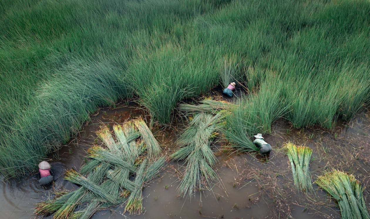 Green Grass on Wet Ground