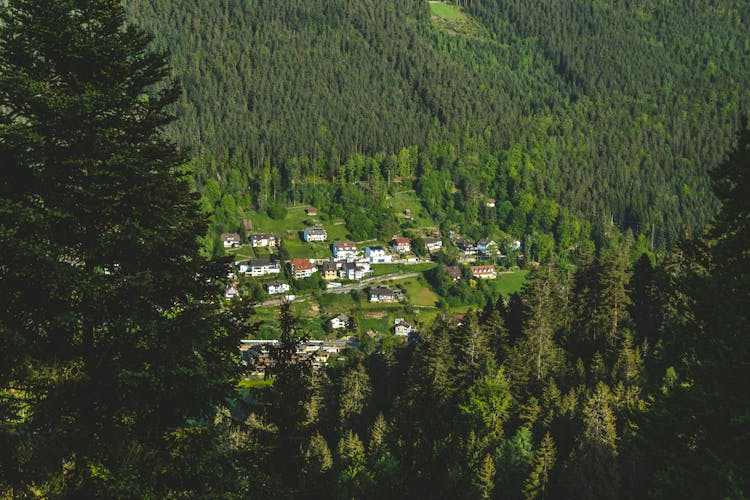 Houses On The Green Valley Surrounded With Pine Trees