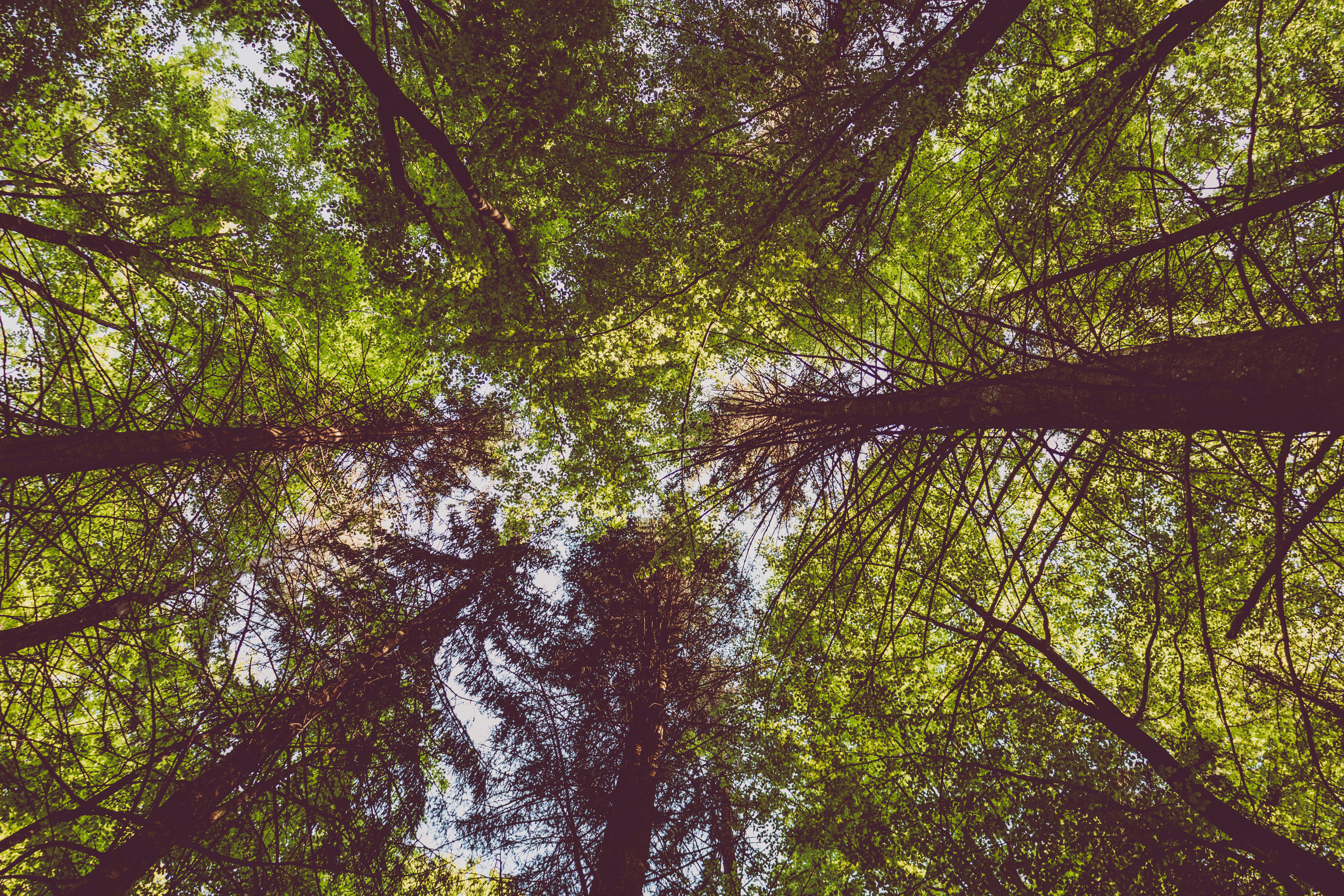 IT and Environmental, Social, and Corporate Governance (ESG), Part One: A CEO and Board Concern — Photo by Stefan Petrov on P