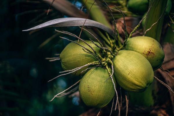 Fresh green tender coconuts from Tamil Nadu farms