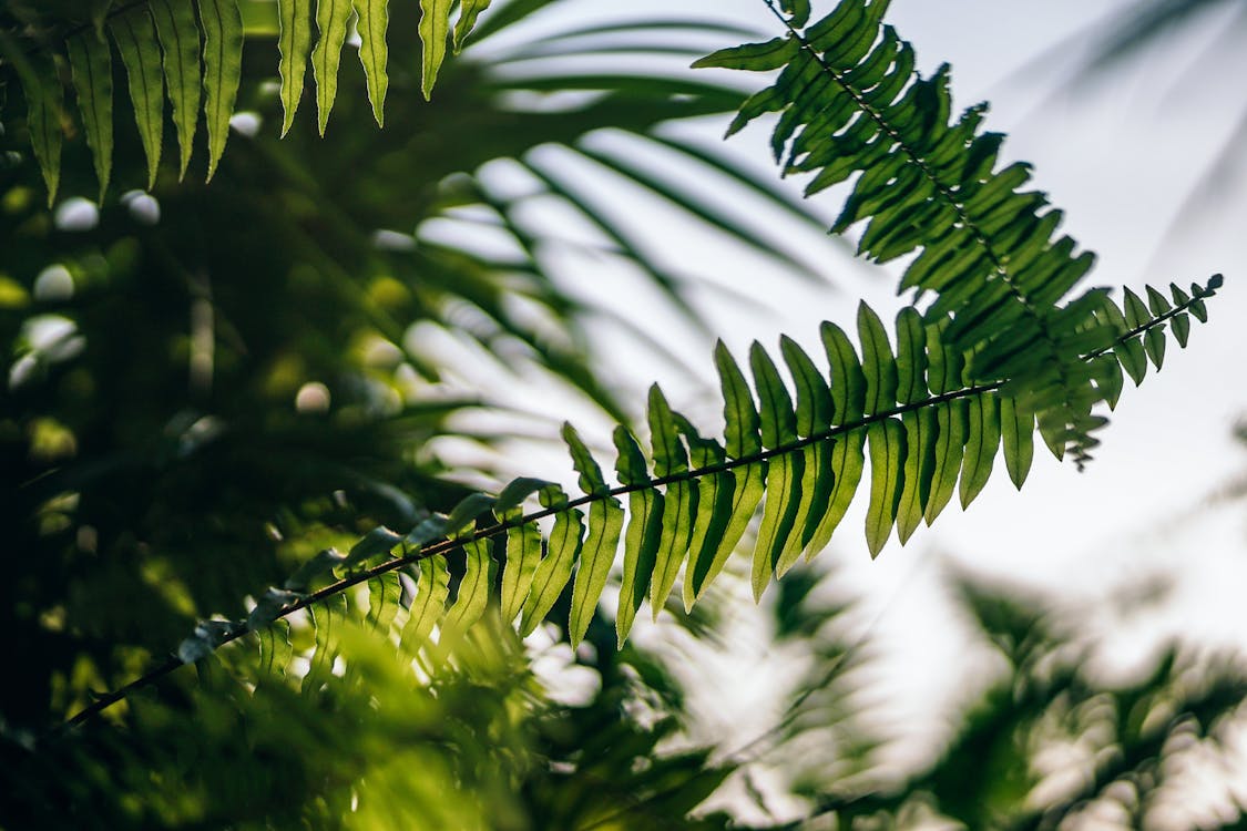 绿蕨植物