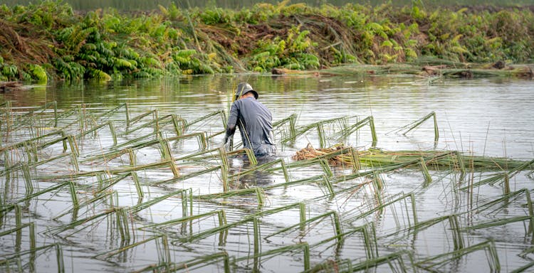 A Person In Long Sleeve Shirt And Hat Harvesting Grasse On Body Of Water