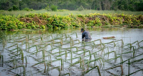 Man Working in Rice Field in Water