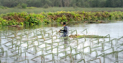 Man Working on Rice Field