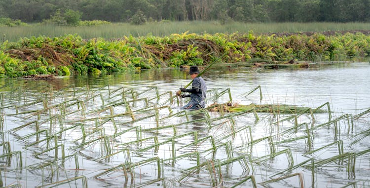 Man Working On Rice Field