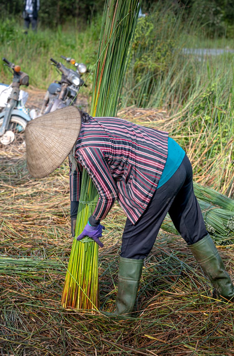 Person Picking Up Bundle Of Cane