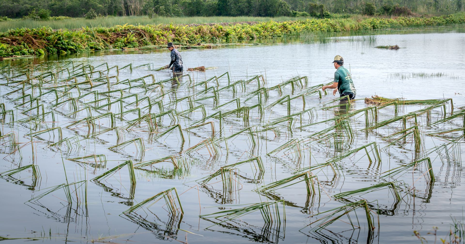 Two men are planting crops in a waterlogged field, highlighting traditional agricultural methods.