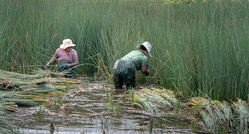 Farmers Harvesting Bamboo Grass