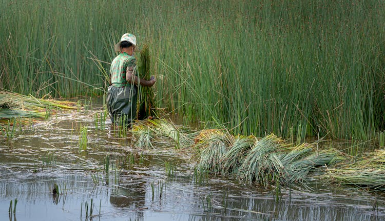 A Person Harvesting Grasses On Body Of Water