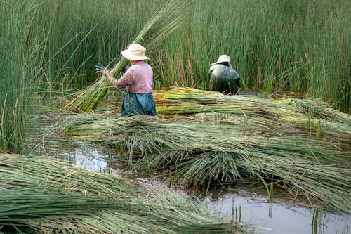 People on Rice Field