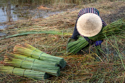 A Person Harvesting Bamboo Sticks Near Body of Water