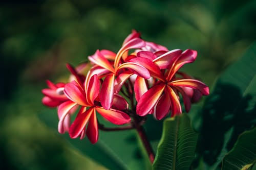 免费 红素馨花的宏观照片 素材图片