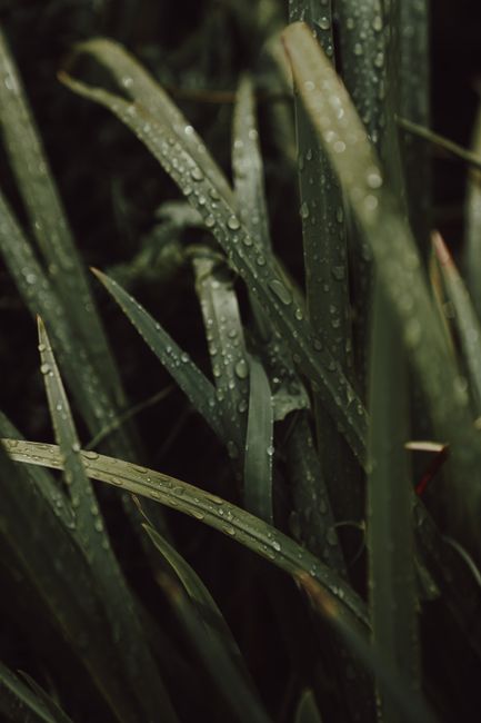 Macro shot of dewdrops on lush green grass blades in Italy, exuding freshness and serenity.