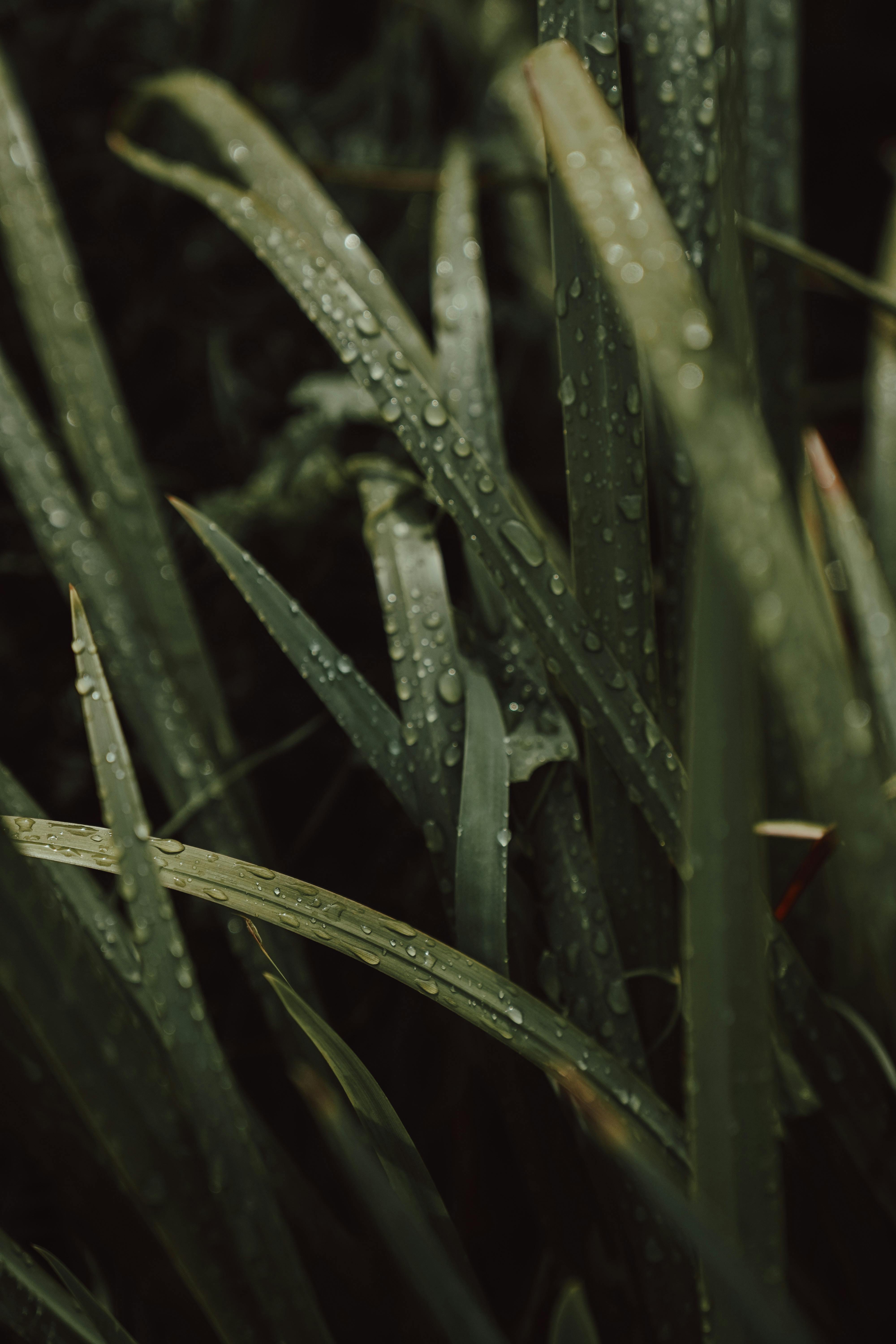 Green Waterlily · Free Stock Photo