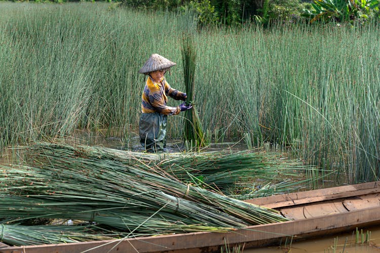 Man In A Conical Hat Cutting Grass Growing On A Marsh 