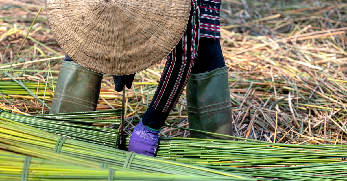 People Doing Rice People Working on Rice Field · Free Stock Photo