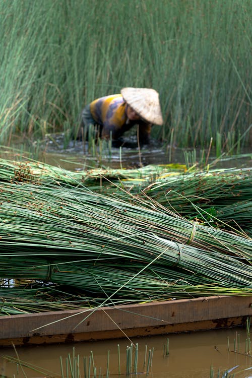 Pile of Harvested Grass on a Boat