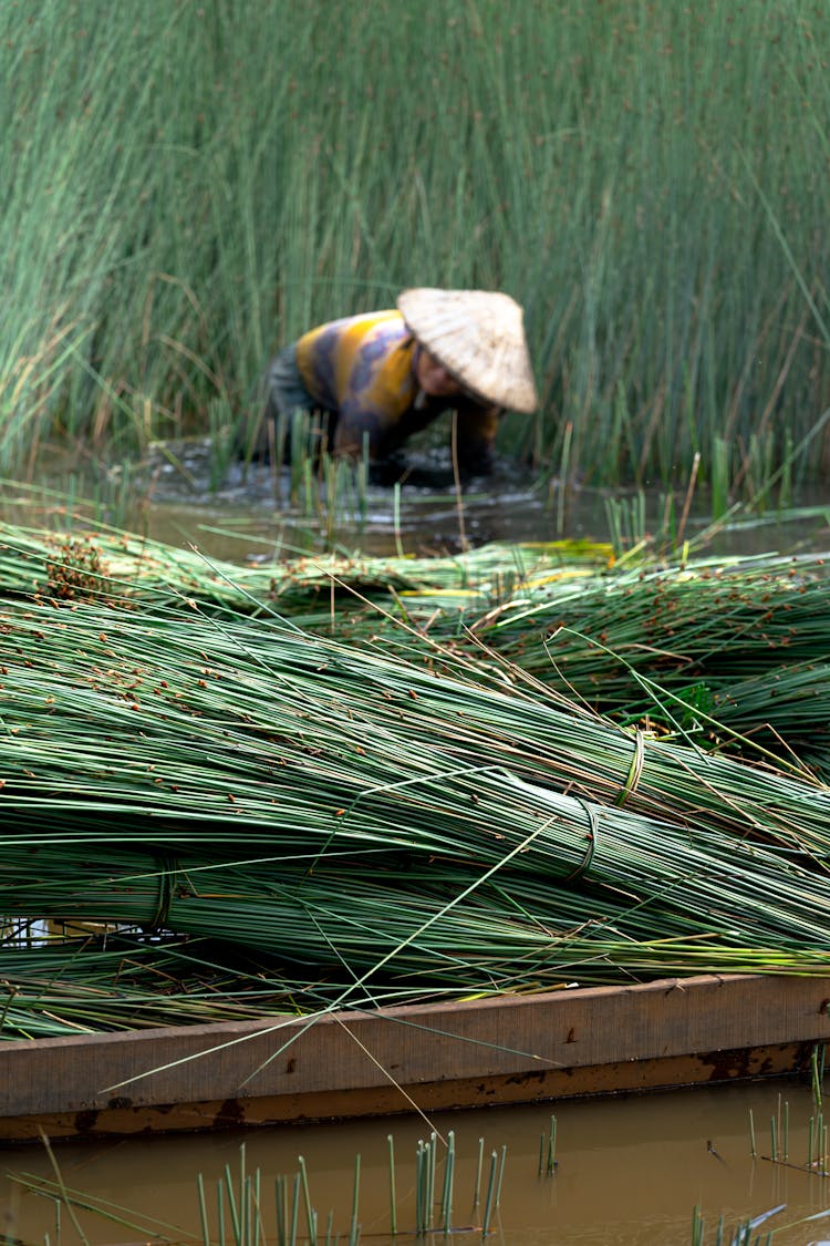 Pile Of Harvested Grass On A Boat