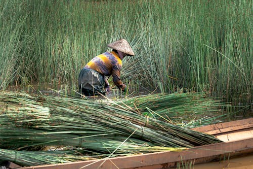 A Person Harvesting Grasses on Body of Water
