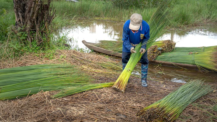 Man Tying Grass